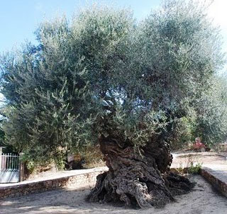 old olive tree