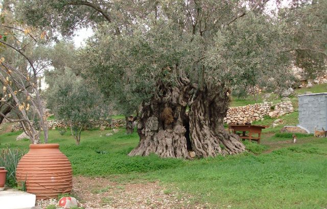 olive tree