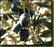 black-olives