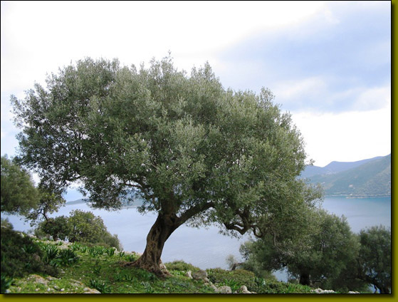 olive-tree