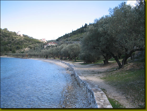 olive-tree-6